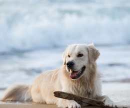 An image of a dog on a beach