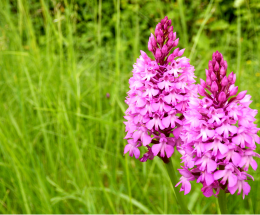 Two bright pink pyramidal orchids in field of long grass